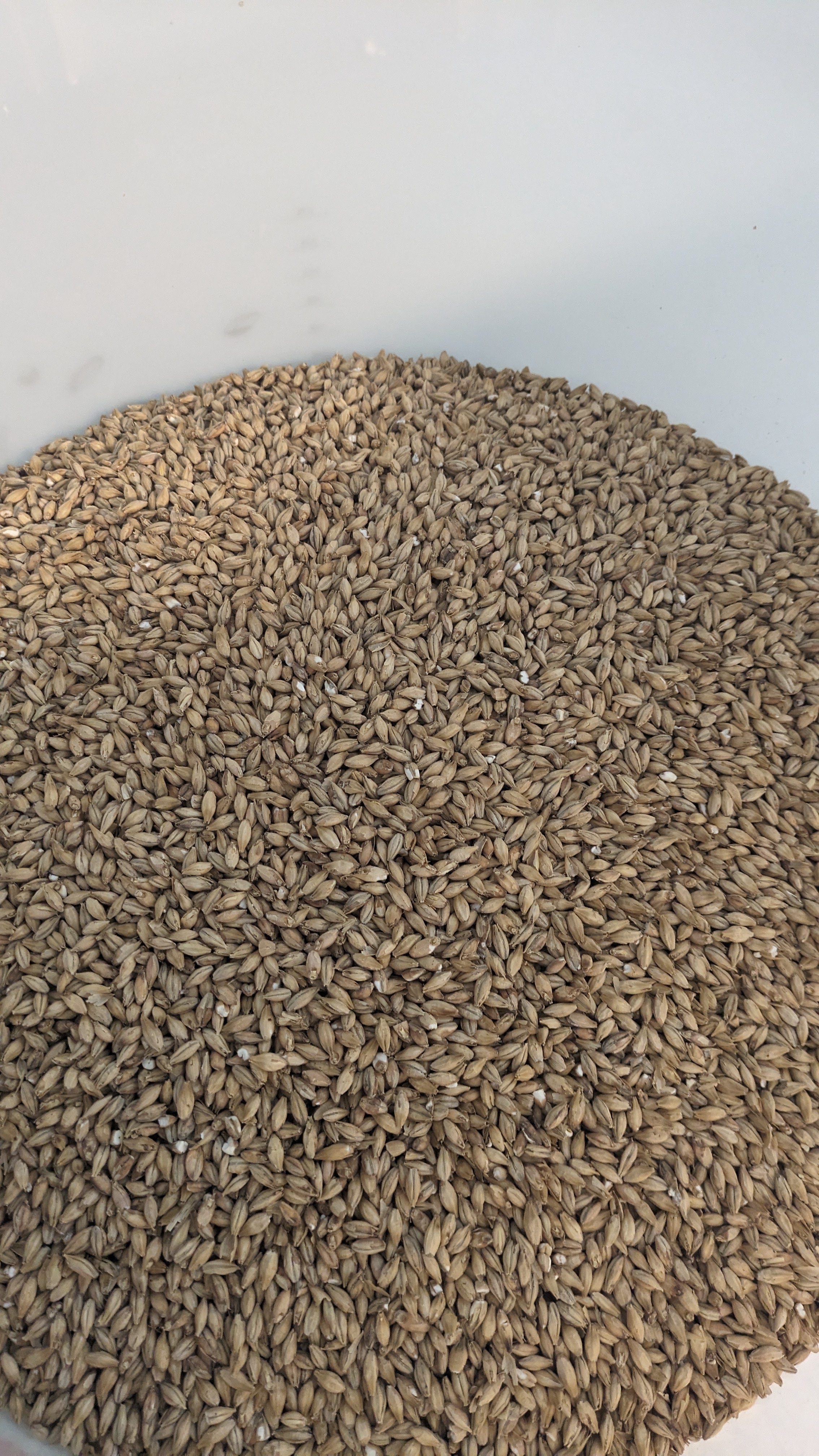malt d'orge